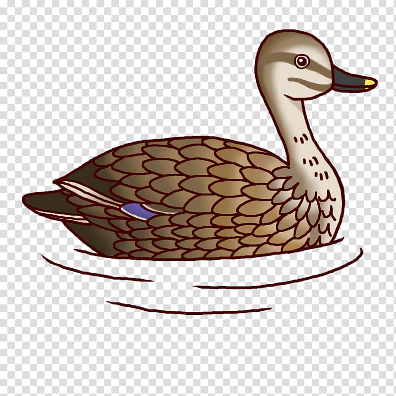 Feather, Mallard, Goose, Duck, Cartoon, Beak transparent background PNG clipart
