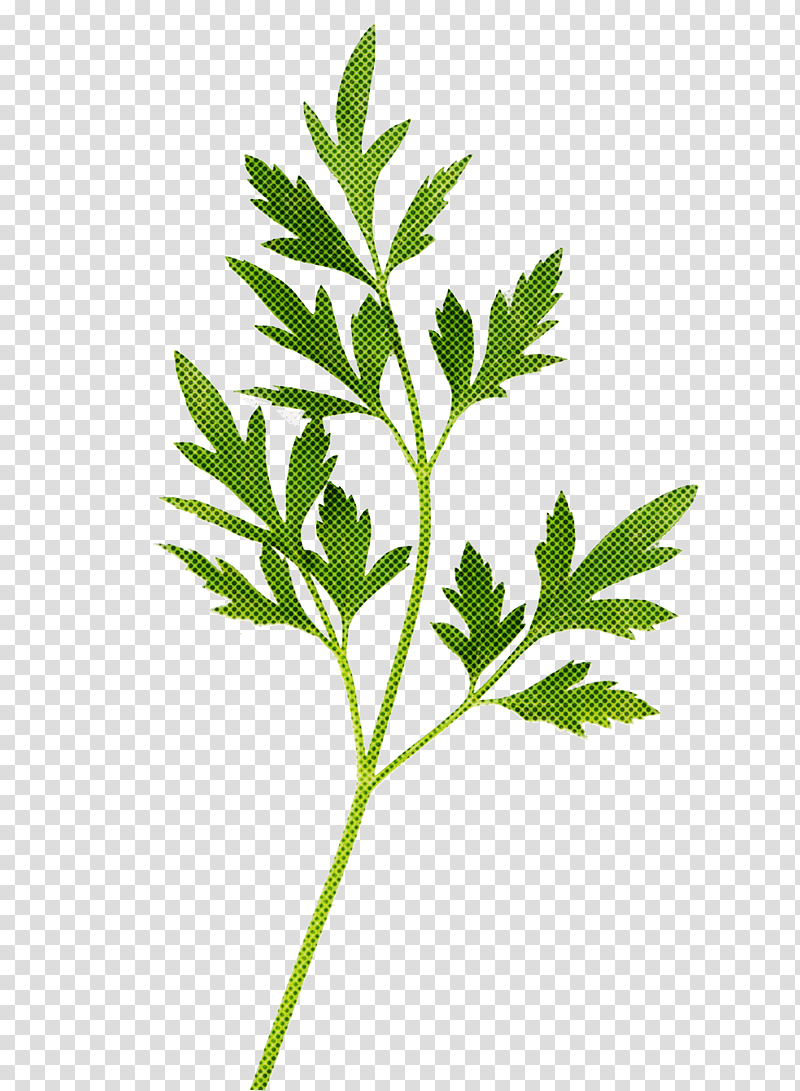 Parsley, Leaf, Plants, synthesis, Plant Stem, Chervil, Transpiration transparent background PNG clipart