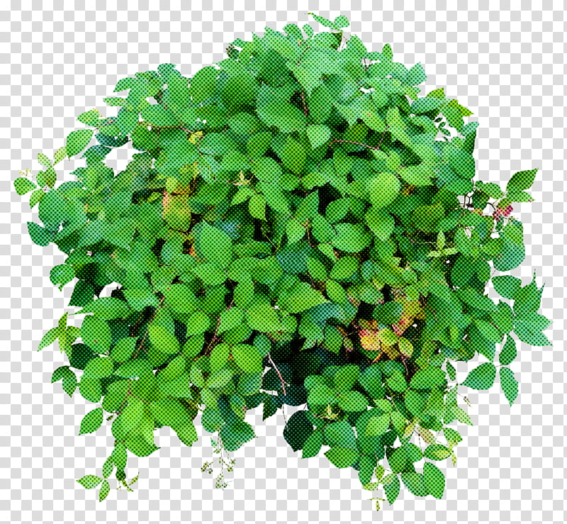 plant green flower leaf grass, Groundcover, Herb, Tree, Annual Plant, Shrub, Clover, Impatiens transparent background PNG clipart