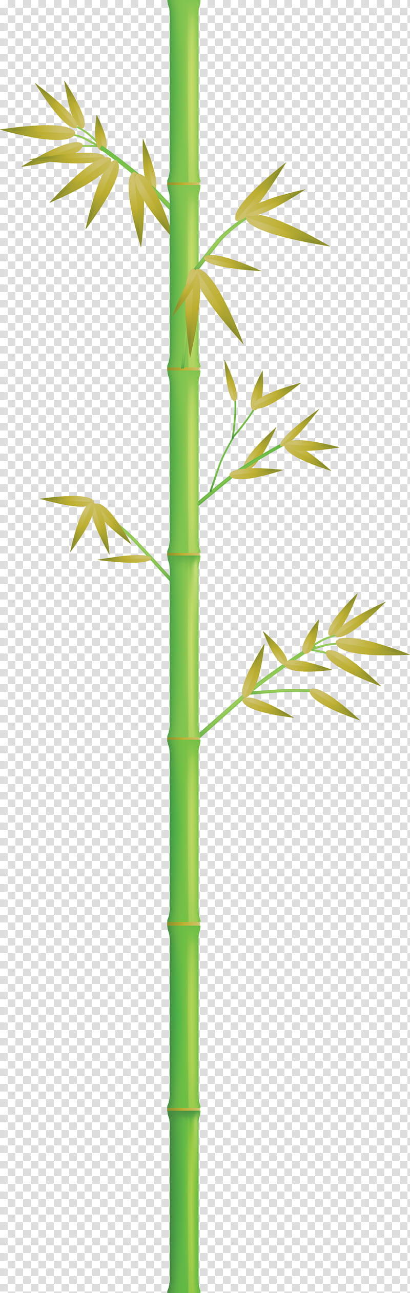 bamboo leaf, Plant Stem, Grass Family, Flower, Elymus Repens transparent background PNG clipart