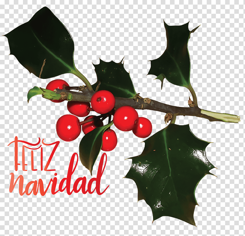 Feliz Navidad Merry Christmas, Common Holly, Japanese Holly, Mistletoe, Aquifoliales, Christmas Day, American Holly transparent background PNG clipart