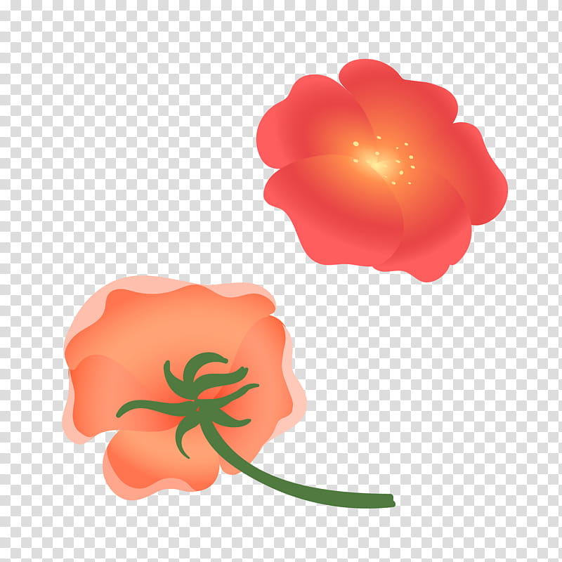 Watercolor Flower, Watercolor Painting, Taraxacum Platycarpum, Common Dandelion, Petal, Orange, Peach, Poppy Family transparent background PNG clipart