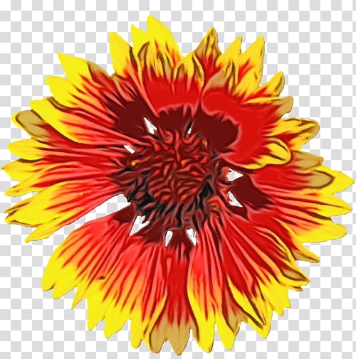 blanket flowers transvaal daisy cut flowers sunflower seed chrysanthemum, Watercolor, Paint, Wet Ink, Dahlia, Petal, Common Sunflower transparent background PNG clipart