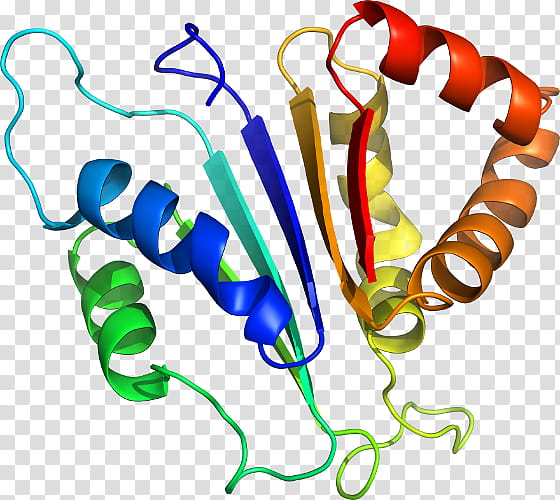 Hydrogen Bond Text, Chemical Bond, Peptide, Side Chain, Conformational Isomerism, Structure, Salt Bridge, Backbone Chain transparent background PNG clipart