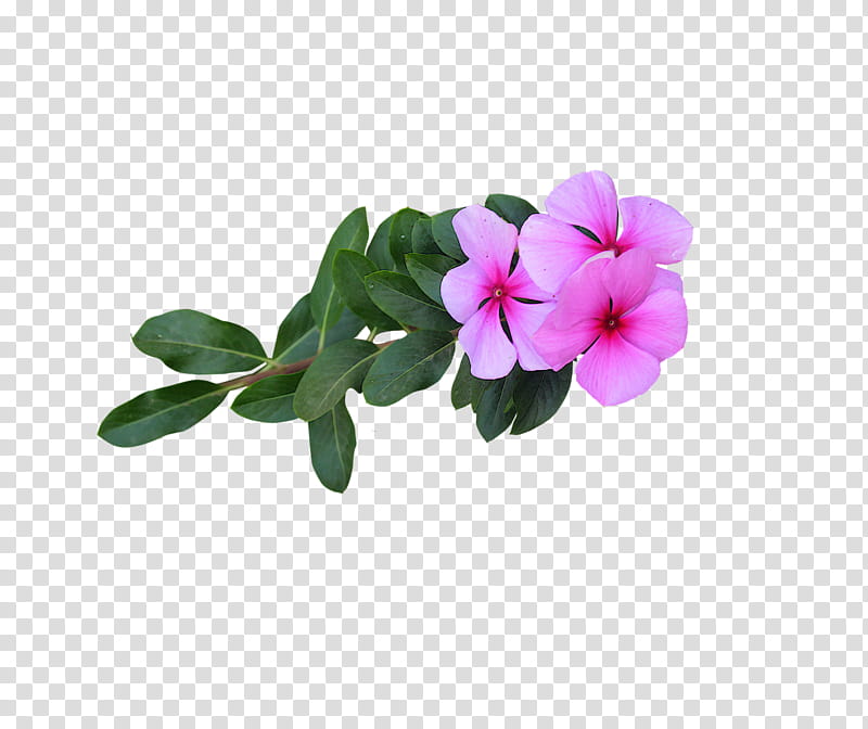Pink Flower, Petal, Blume, Leaf, Crimson Bottlebrush, Tropical Woody Bamboos, Violet, Plants transparent background PNG clipart