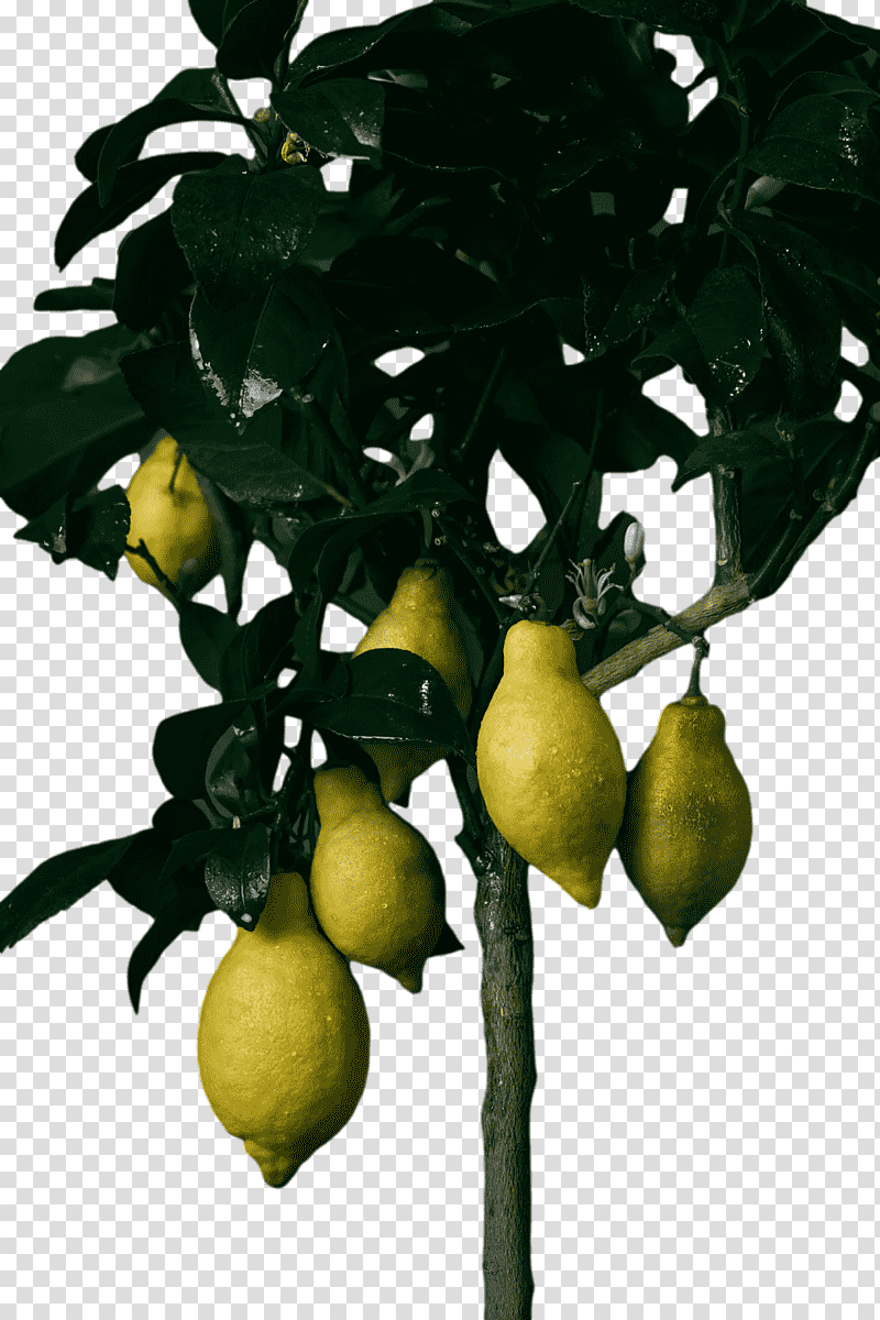 Fruit tree, Citron, Rangpur, Calamansi, Plants, Bitter Orange, Branching transparent background PNG clipart