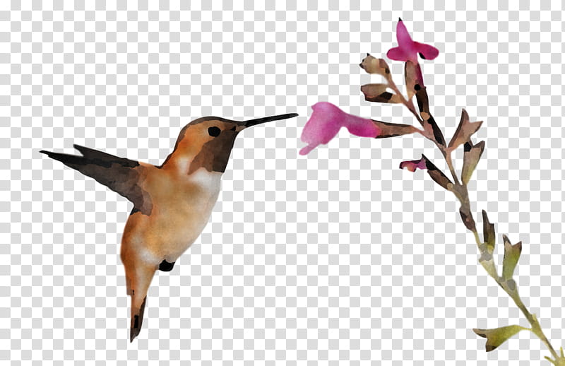 hummingbirds ruby-throated hummingbird birds bee hummingbird rufous hummingbird, Rubythroated Hummingbird, Beak, Pelican, Parrots, Coraciiformes, Water Bird, Rubythroated Hummingbirds transparent background PNG clipart