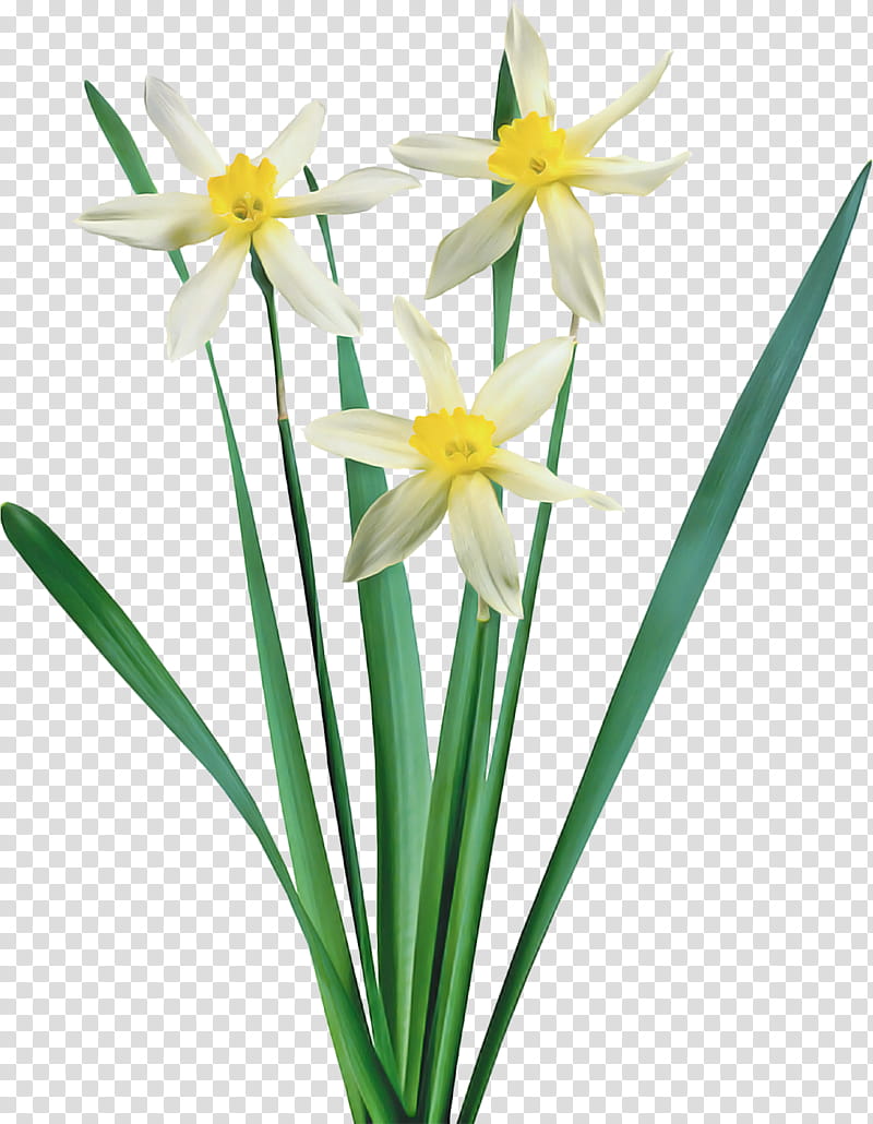 flower plant narcissus petal paperwhite, Amaryllis Family, Pedicel, Plant Stem transparent background PNG clipart