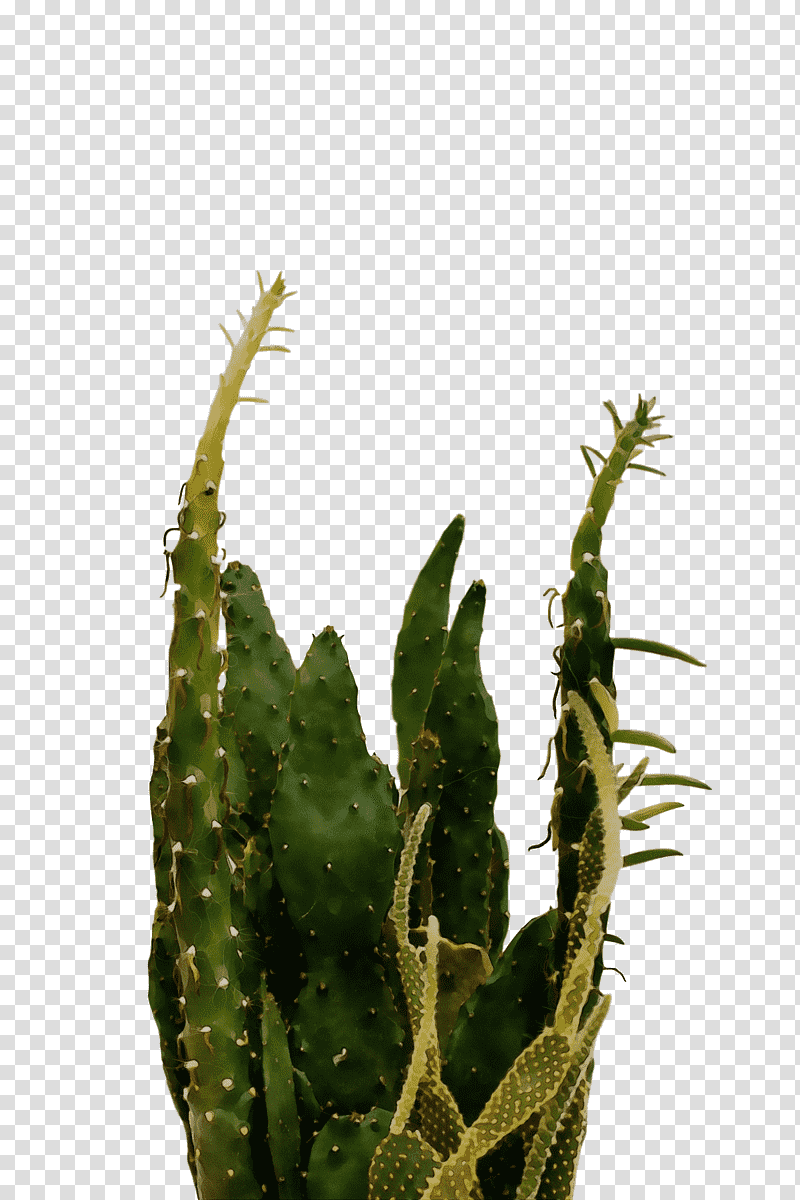 Cactus, Watercolor, Paint, Wet Ink, Triangle Cactus, Plant Stem, Houseplant transparent background PNG clipart