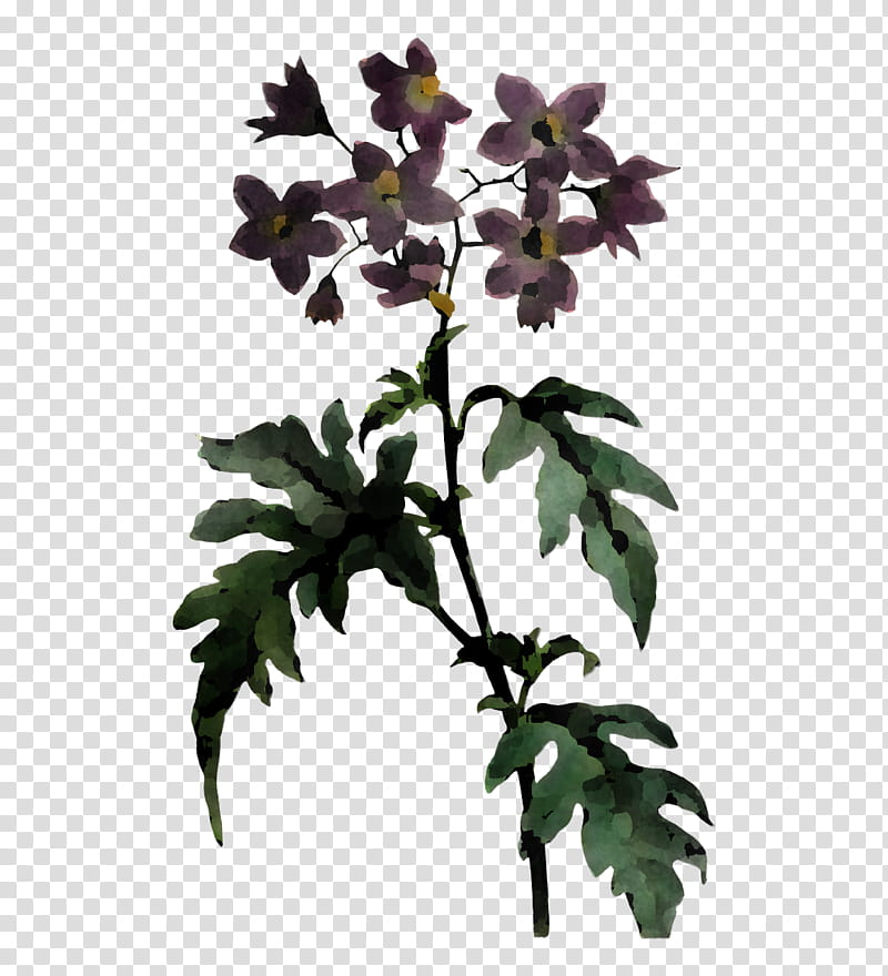 flower plant stem flowerpot leaf branch, Herbaceous Plant, Tree, Highdefinition Video, Plants, Biology, Science transparent background PNG clipart