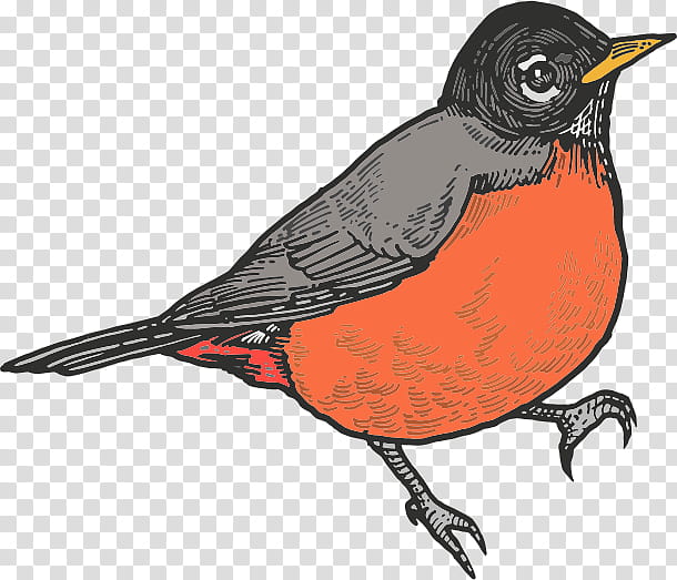 robin flying clipart