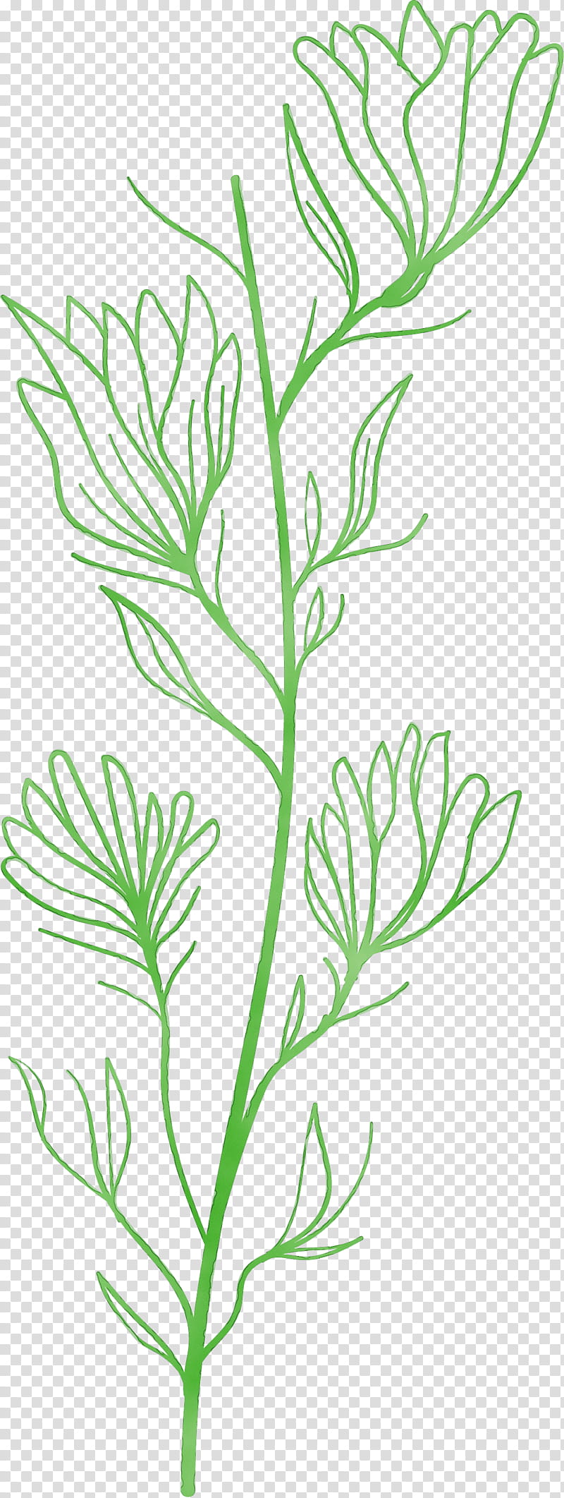 plant stem twig leaf line art subshrub, Simple Leaf, Simple Leaf Drawing, Simple Leaf Outline, Watercolor, Paint, Wet Ink, Flower transparent background PNG clipart