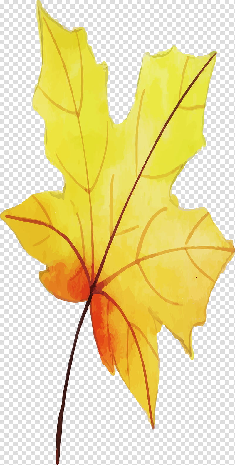 Autumn Leaf, Maple Leaf, Yellow, Symmetry, Plants, Biology, Science, Plant Structure transparent background PNG clipart