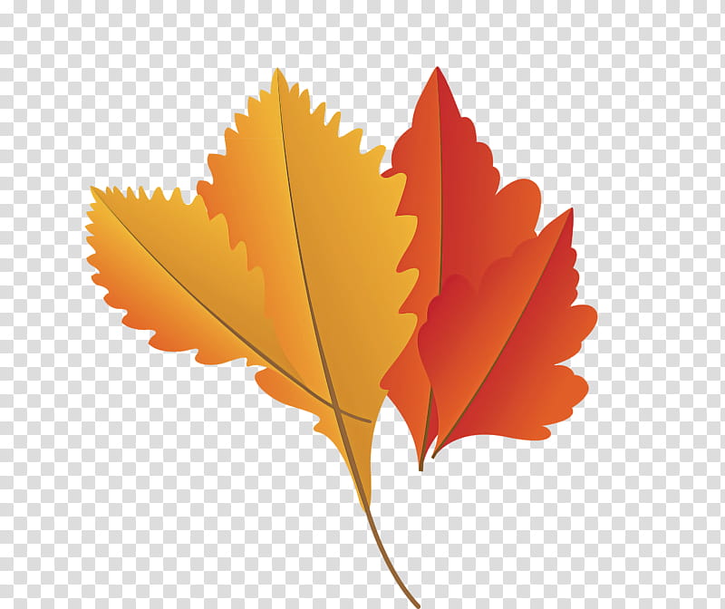 Maple leaf, Autumn Leaf, Fall Leaf, Cartoon Leaf, Plant Stem, Tree, Sweetgum, Twig transparent background PNG clipart