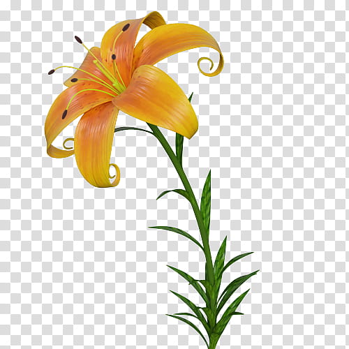 lily 3d modeling 3d computer graphics cinema 4d, Royaltyfree, Rendering, TurboSquid, Wavefront obj File, Cartoon, 3ds, 3D Rendering transparent background PNG clipart