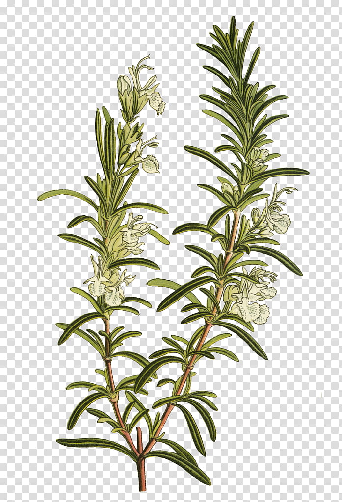 Rosemary, Plant Stem, Branch, Leaf, Herbal Medicine, Shrub, Subshrub, Trichome transparent background PNG clipart