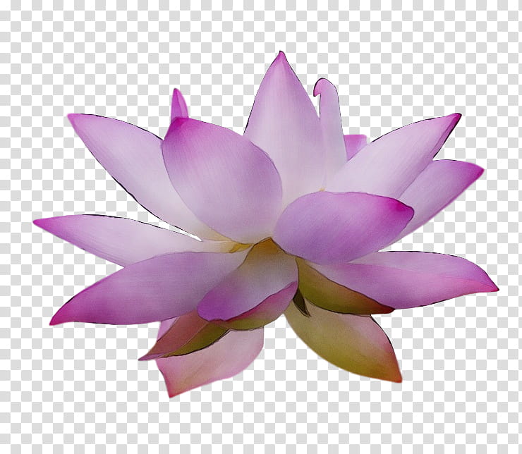sacred lotus nelumbonaceae petal flower lotus-m, Watercolor, Paint, Wet Ink, Lotusm transparent background PNG clipart