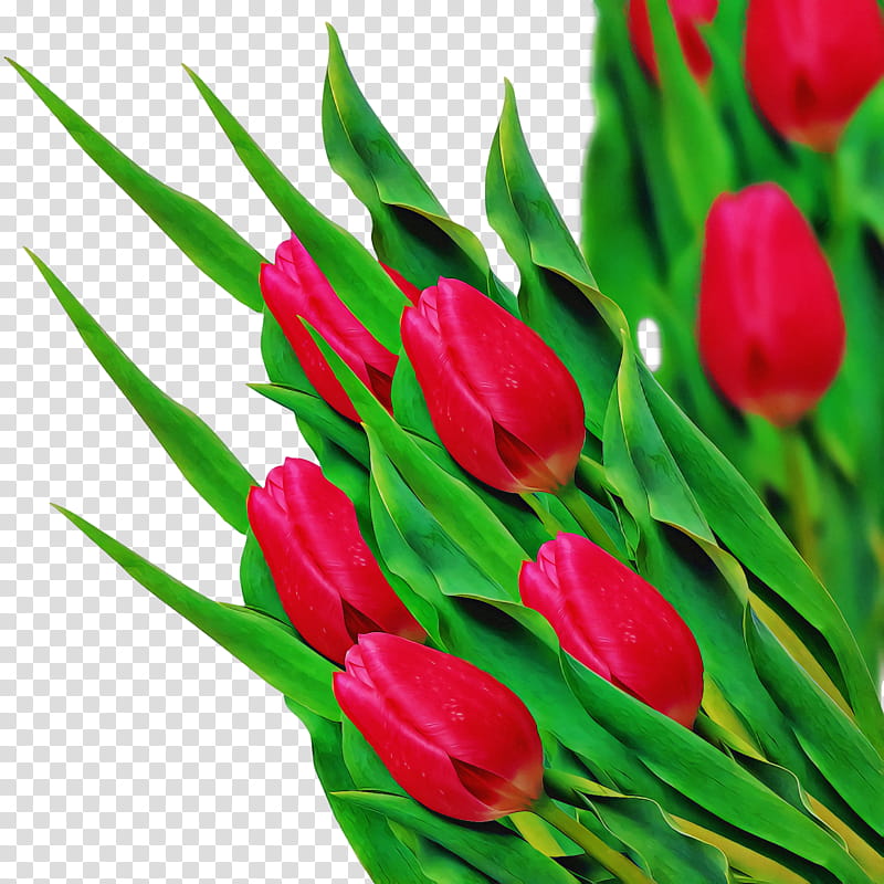 spring, Spring
, Tulip, Flower, Petal, Tulipa Humilis, Plant, Cut Flowers transparent background PNG clipart