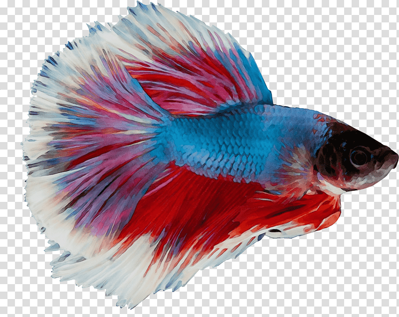 siamese fighting fish siamese cat fish aquarium fish color, Watercolor, Paint, Wet Ink, Tail, Meter, Mug transparent background PNG clipart