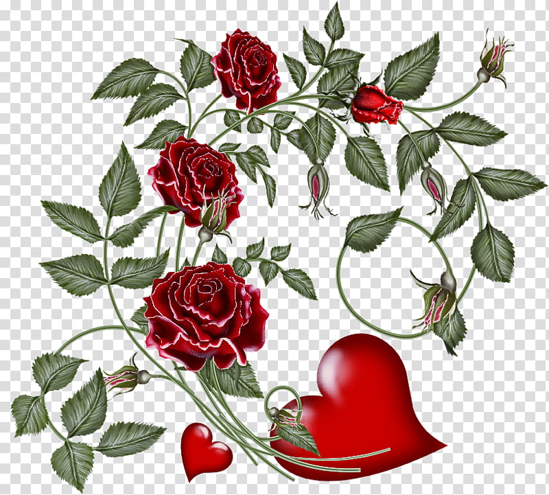 Garden roses, Flower, Red, Plant, Rose Family, Petal, Rose Order, Camellia transparent background PNG clipart