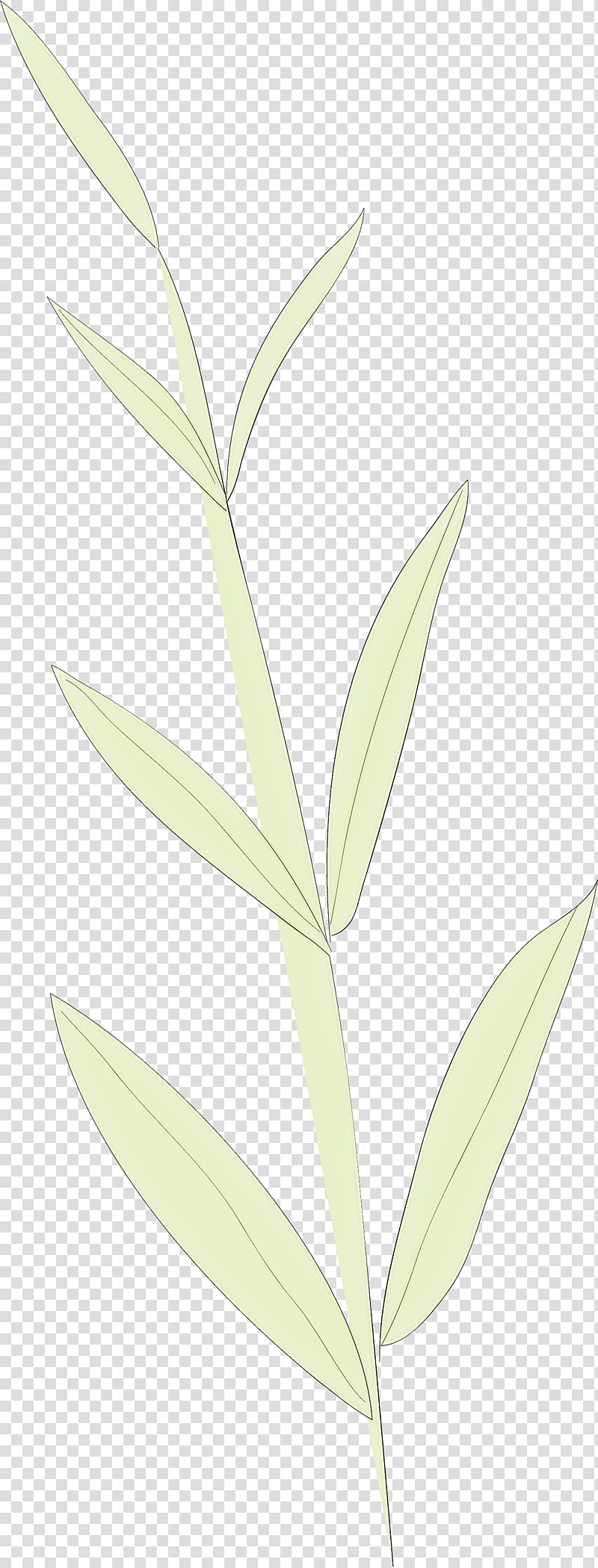 simple leaf simple leaf drawing simple leaf outline, Plant Stem, Grasses, Plants, Plant Structure, Biology, Science transparent background PNG clipart