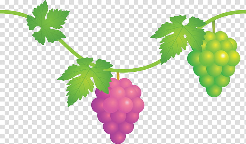 grape grapes fruit, Seedless Fruit, Green, Grapevine Family, Grape Leaves, Leaf, Plant, Vitis transparent background PNG clipart
