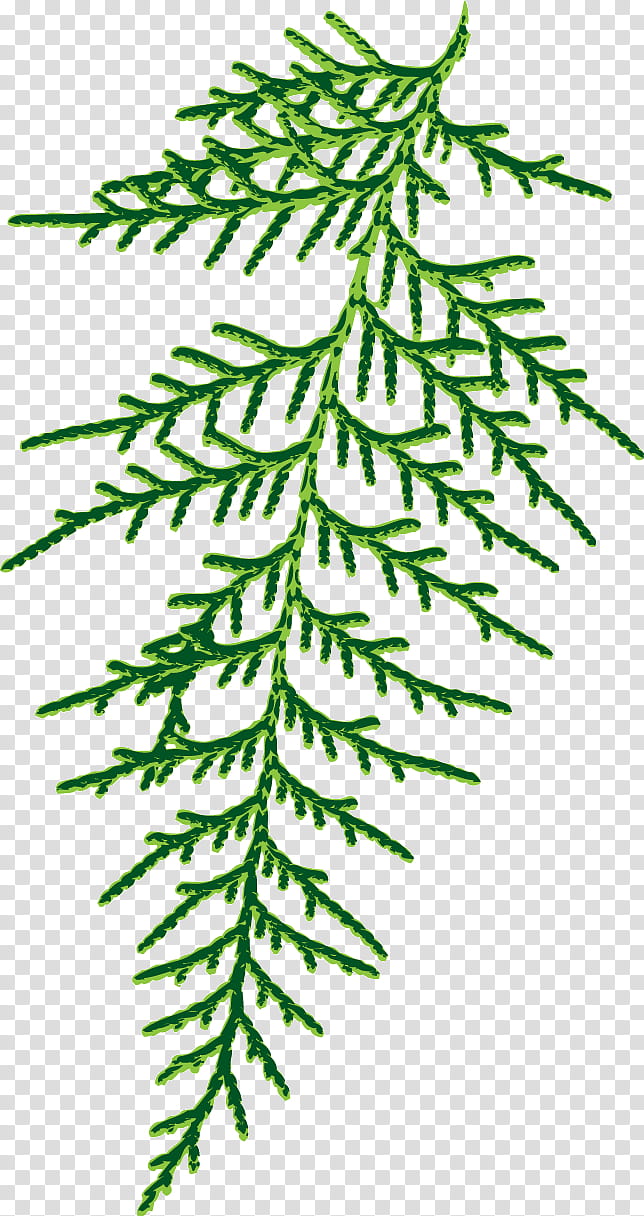 spruce plant stem leaf twig line, Meter, Plants, Biology, Plant Structure, Science transparent background PNG clipart