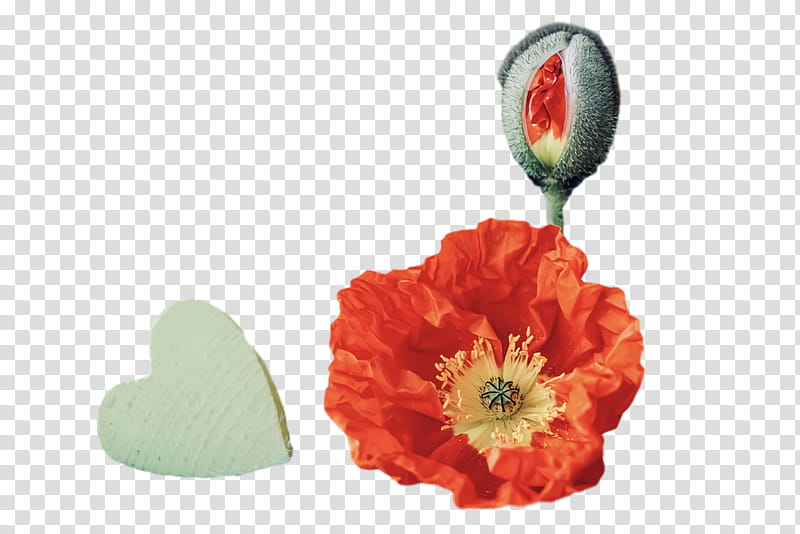 Floral design, Poppy, Flower, Artificial Flower, Orange, Poppy Frame, Hd Family, Drawing transparent background PNG clipart