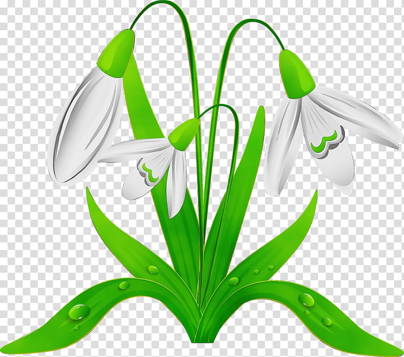 galanthus snowdrop flower green plant, Watercolor, Paint, Wet Ink, Leaf, Amaryllis Family, Petal, Summer Snowflake transparent background PNG clipart
