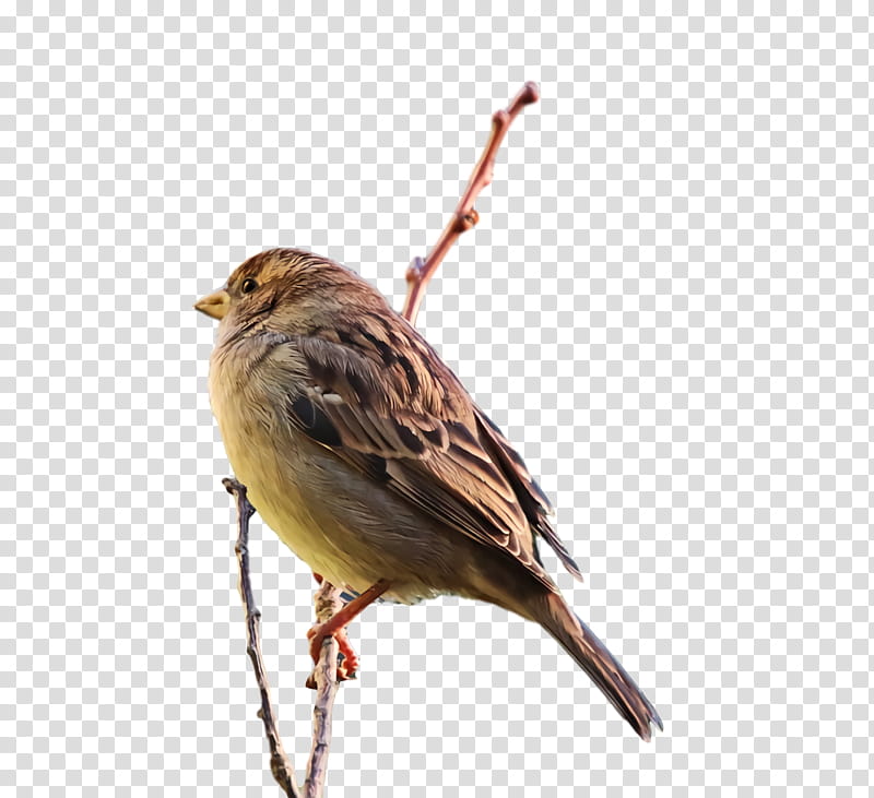 house sparrow birds house finch ortolan bunting old world sparrow, Lark, Song Sparrow, Common Nightingale, Finches, Wrens, Beak, Cartoon transparent background PNG clipart