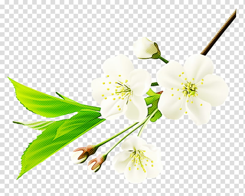 flower plant branch petal pedicel, Blossom, Twig, Cut Flowers, Mock Orange, Plant Stem, Perennial Plant transparent background PNG clipart