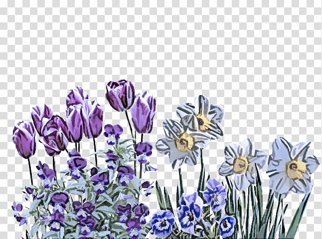 Artificial flower, Tulip, Wild Daffodil, Violet, Spring
, Yellow, Plants, English Lavender transparent background PNG clipart