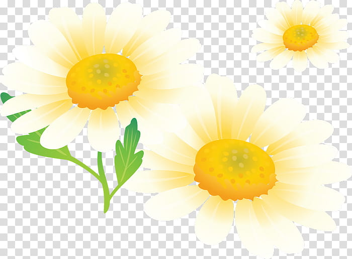 Flower Painting, Chrysanthemum, Roman Chamomile, Transvaal Daisy, Tubes, Mother, Petal, English Language transparent background PNG clipart