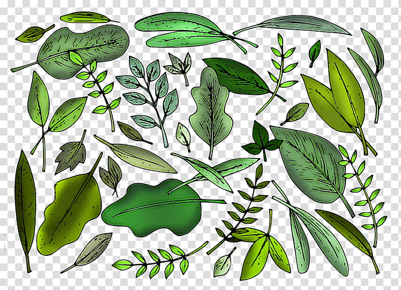leaf plant stem herbal medicine tree pattern, Plants, Plant Structure, Science, Biology transparent background PNG clipart
