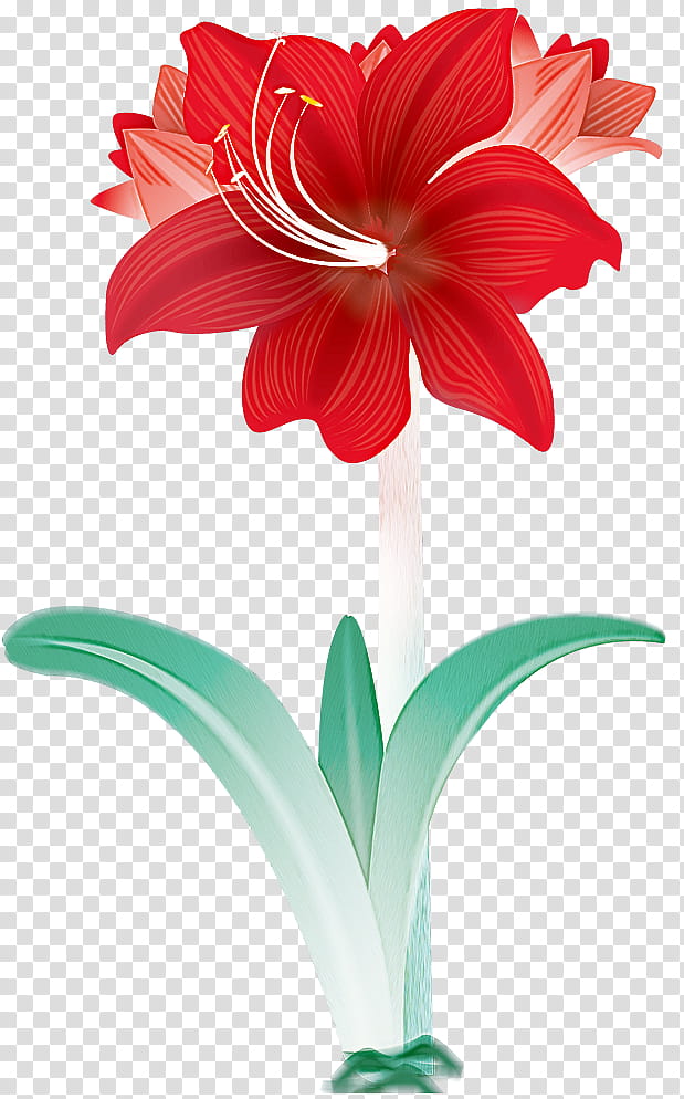 Lily flower floral, Cut Flowers, Flower Bouquet, Jersey Lily, Amaryllis, Floral Design, Floristry, Artificial Flower transparent background PNG clipart