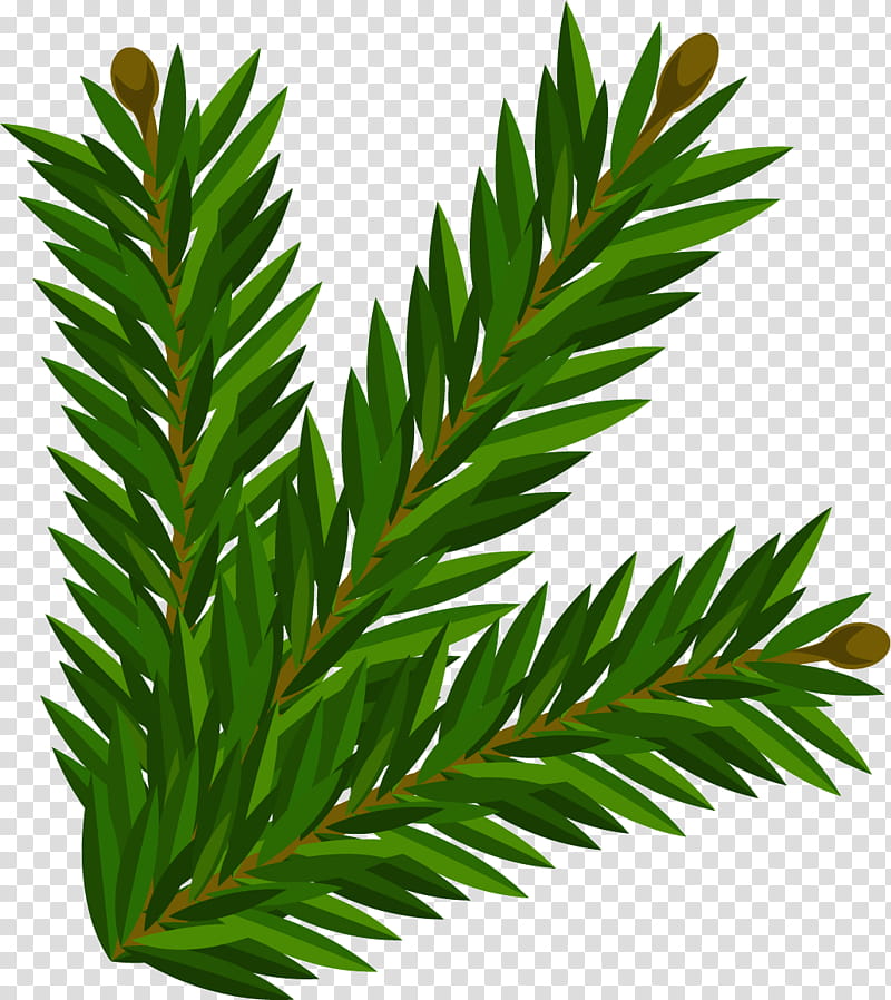 Palm trees, English Yew, Leaf, Plant Stem, Branch, Evergreen, Pine, Larch transparent background PNG clipart