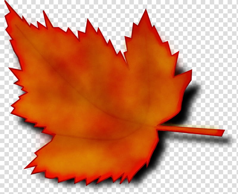 Maple leaf, Watercolor, Paint, Wet Ink, Deciduous, Red Maple, Tree, Plane Trees transparent background PNG clipart