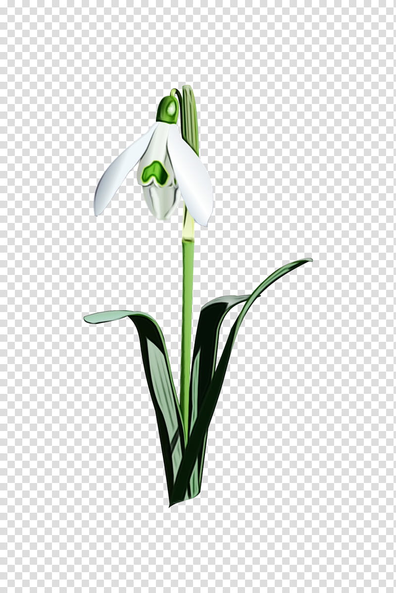 flower snowdrop plant galanthus petal, Watercolor, Paint, Wet Ink, Plant Stem, Pedicel, Amaryllis Family, Arum Family transparent background PNG clipart
