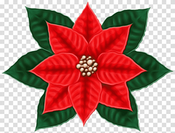 Christmas Day, Watercolor, Paint, Wet Ink, Flower, Poinsettia, Christmas transparent background PNG clipart