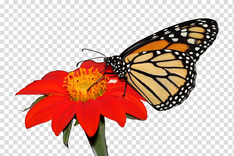 Flowers, Monarch Butterfly, Hummingbird Hawkmoth, Canon EOS 500D, Pieridae, Brushfooted Butterflies, Camera, Macroglossum transparent background PNG clipart