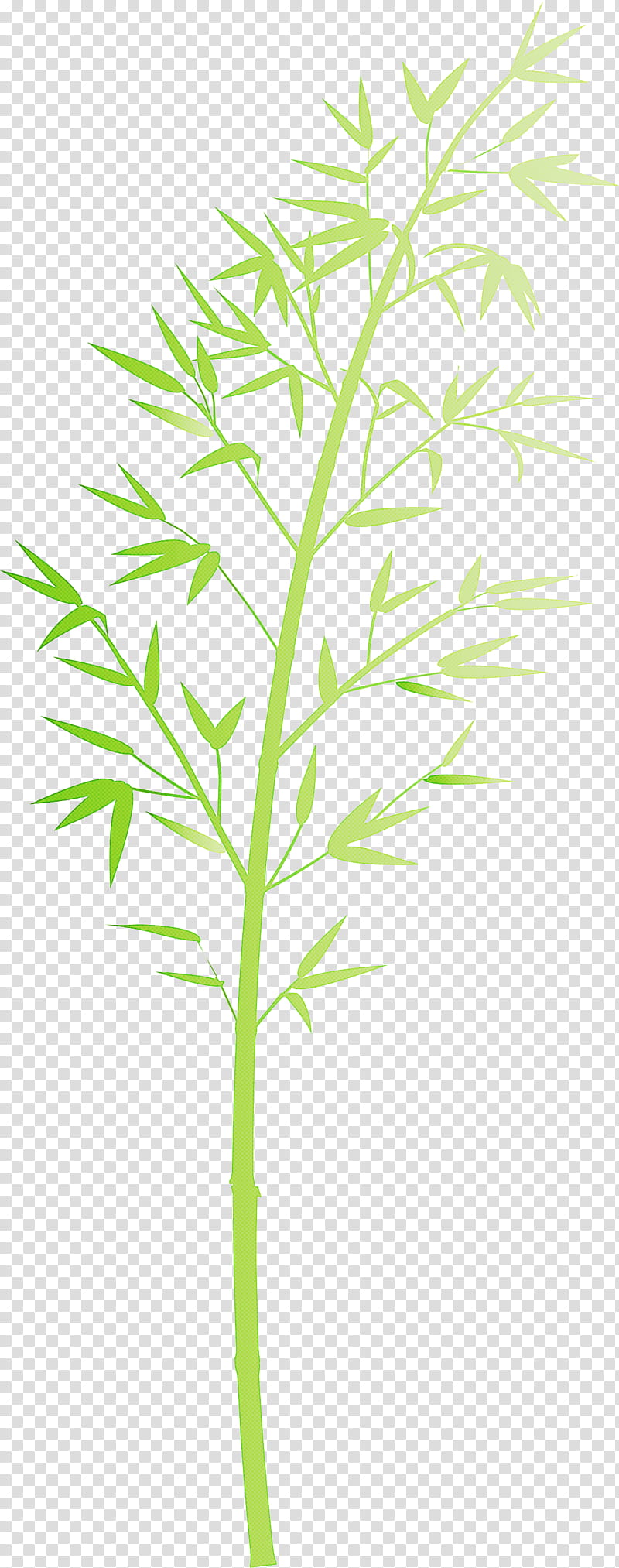 bamboo leaf, Plant, Flower, Plant Stem, Grass Family, Tree, Pedicel, Herbaceous Plant transparent background PNG clipart