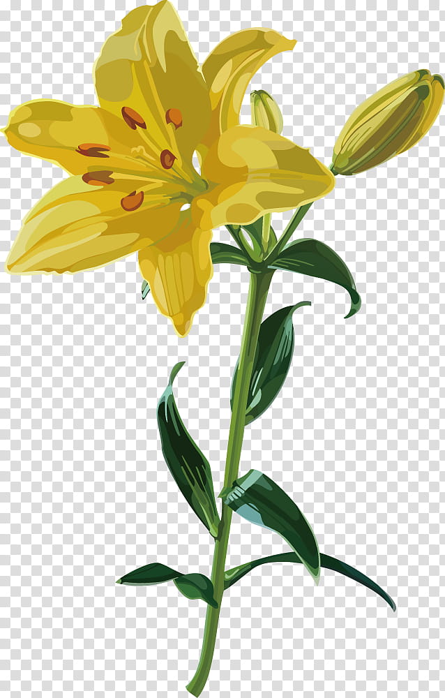 Lily Flower, Plant Stem, Cut Flowers, Word, Petal, Daylilies, Physical Intimacy, June transparent background PNG clipart