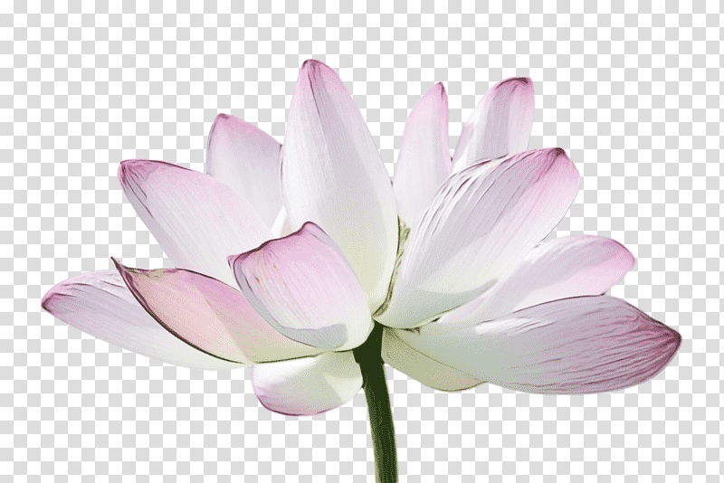 plant stem sacred lotus nelumbonaceae lilac m herbaceous plant, Watercolor, Paint, Wet Ink, Proteales, Plants, Biology transparent background PNG clipart