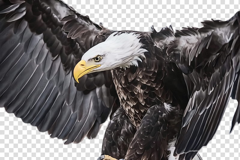 Flying Bird, Flying Eagle, Soaring Eagle, Bald Eagle, Golden Eagle, Wolf, Tow Hitch, Birds Of America transparent background PNG clipart
