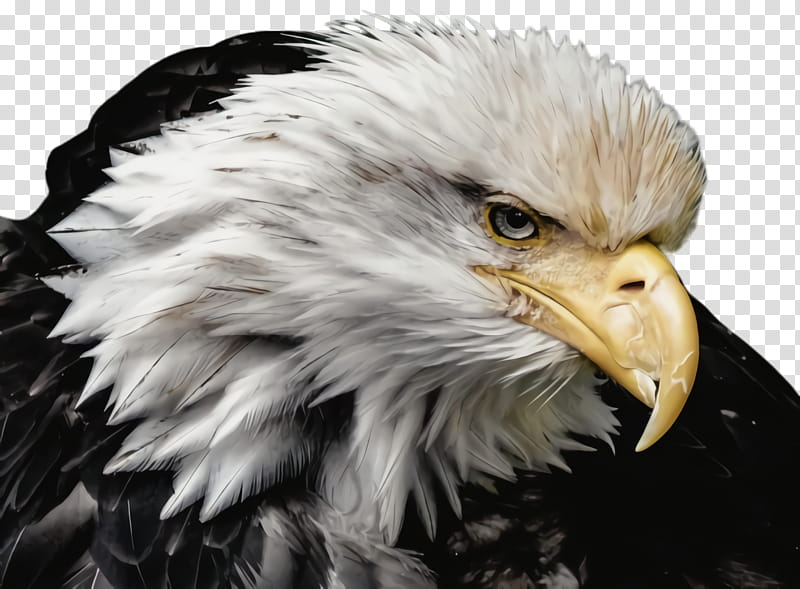 Sea Bird, Bald Eagle, Close Up Eagle, Portrait, Painting, Portraits graphs, Beak, Canvas transparent background PNG clipart