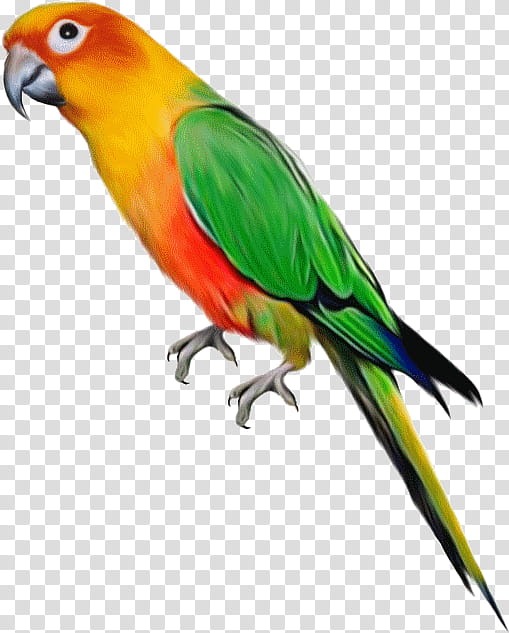 Lovebird, Parrot, Beak, Budgie, Parakeet, Lorikeet, Macaw, Wing transparent background PNG clipart