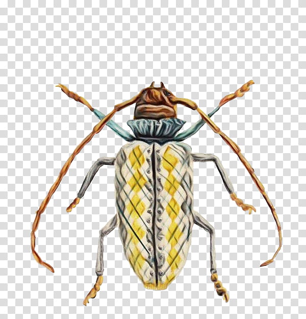 Sales, Watercolor, Paint, Wet Ink, Insect, Pollinator, Weevil, Polistes Jokahamae transparent background PNG clipart