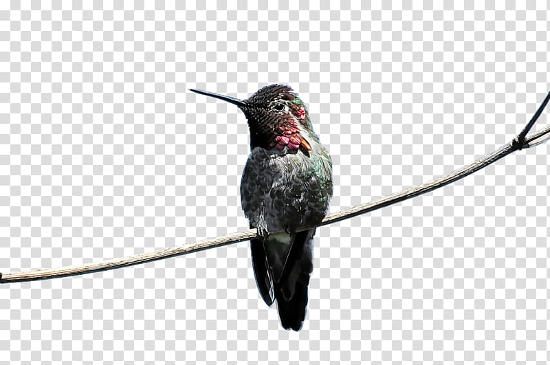 bird, Hummingbird, Beak, Rufous Hummingbird, Rubythroated Hummingbird transparent background PNG clipart
