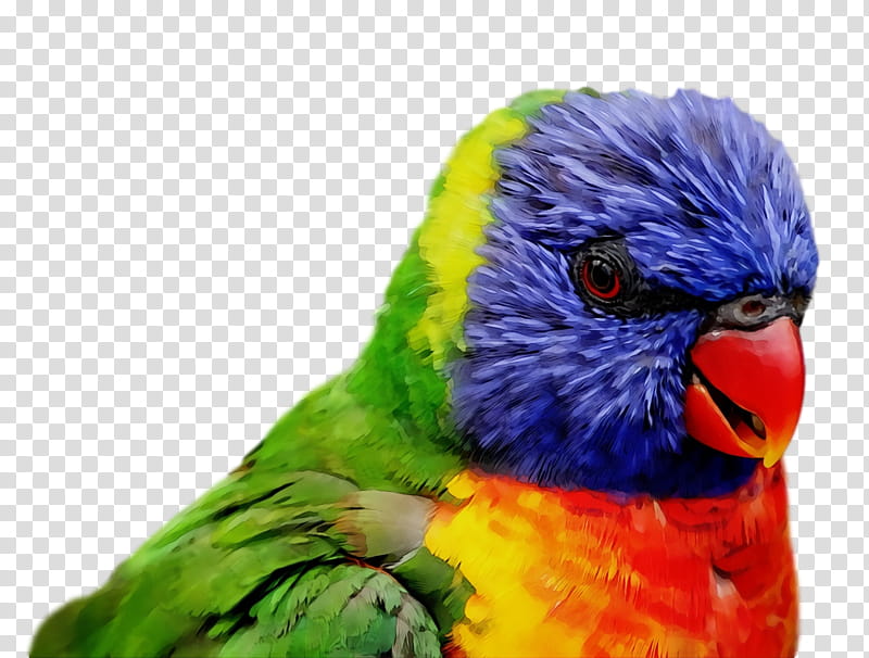 Feather, Bird, Watercolor, Paint, Wet Ink, Parrot, Lorikeet, Beak transparent background PNG clipart