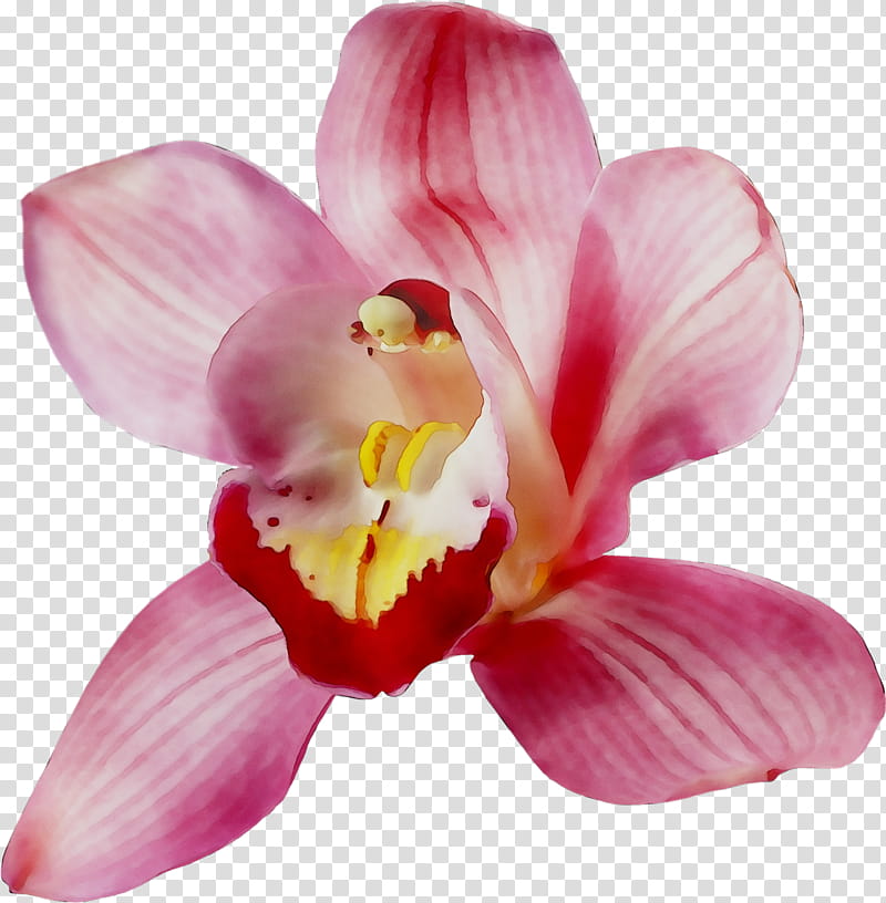 Pink Flower, Moth Orchids, Cattleya Orchids, Pink M, Closeup, Petal, Plant, Violet transparent background PNG clipart